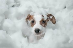 Puppy enjoying a bubble bath Product Image 1