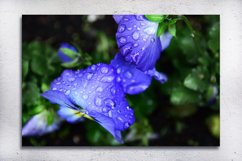 Nature photo, floral photo, spring photo, pansies photo Product Image 2