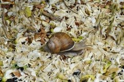 Big garden snail in shell crawling on wet road hurry home Product Image 4