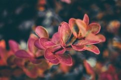 Beautiful fruits on a branch Product Image 1