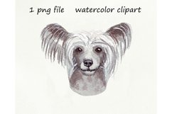 Watercolor dog png, Chinese Crested Dog, hand drawn Product Image 1