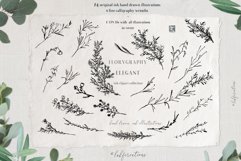 Ink calligraphy illustrations. Floral. Florigraphy Elegant. Product Image 3