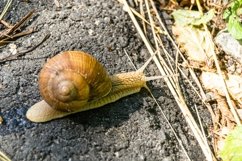 Big garden snail in shell crawling on wet road hurry home Product Image 24
