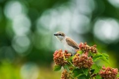 red-backed shrike Lanius Collurio. Product Image 1