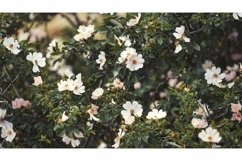 Natural background with flowering rosehip branches Product Image 1