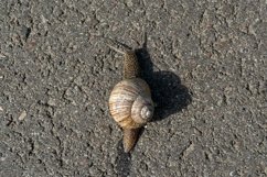 Big garden snail in shell crawling on wet road hurry home Product Image 19