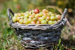 Goosberry in basket in summer outdoore Product Image 1