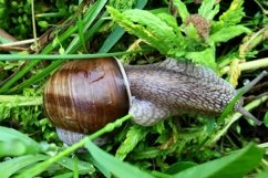 Big garden snail in shell crawling on wet road hurry home Product Image 3