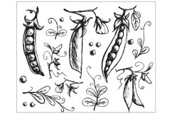 A set of sketches of green peas, flowers and leaves Product Image 1