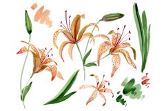 Orange spotted lily watercolor png Product Image 1