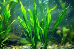 Vibrant aquatic plants underwater scene Product Image 1