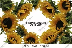 Sunflower Clipart PNG. Sunflower Sublimation High Resolution Product Image 1