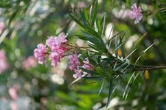 Pink flowers of oleander on the lush Bush Product Image 1
