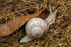 Big garden snail in shell crawling on wet road hurry home Product Image 21