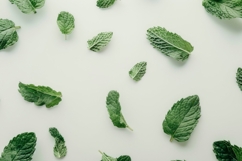 Mint Leaves Background Wallpaper Product Image 1