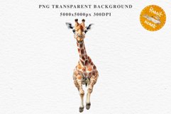 African Baby Giraffe Safari Animals Clipart Savanna PNG Art Image Watercolor  Transparent Print invitation t-shirt designs sublimation kids printable digital watercolor cute African Baby Giraffe, Safari Animals clipart, sublimation nursery drawing Savanna
