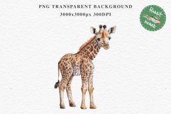 African Baby Giraffe Safari Animals Clipart Savanna PNG Art Image Watercolor  Transparent Print invitation t-shirt designs sublimation kids printable digital watercolor cute African Baby Giraffe, Safari Animals clipart, sublimation nursery drawing Savanna