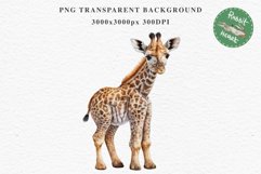 African Baby Giraffe Safari Animals Clipart Savanna PNG Art Image Watercolor  Transparent Print invitation t-shirt designs sublimation kids printable digital watercolor cute African Baby Giraffe, Safari Animals clipart, sublimation nursery drawing Savanna