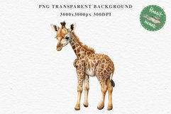 African Baby Giraffe Safari Animals Clipart Savanna PNG Art Image Watercolor  Transparent Print invitation t-shirt designs sublimation kids printable digital watercolor cute African Baby Giraffe, Safari Animals clipart, sublimation nursery drawing Savanna