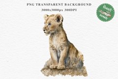 African Baby Lion Safari Animals Clipart Wild Cats Savanna PNG Image Watercolor  Transparent Print invitation t-shirt designs sublimation kids printable digital watercolor African Lion, Safari Animals clipart, sublimation nursery drawing, Savanna baby lio