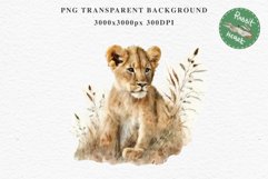 African Baby Lion Safari Animals Clipart Wild Cats Savanna PNG Image Watercolor  Transparent Print invitation t-shirt designs sublimation kids printable digital watercolor African Lion, Safari Animals clipart, sublimation nursery drawing, Savanna baby lio