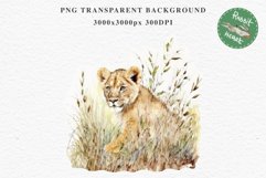 African Baby Lion Safari Animals Clipart Wild Cats Savanna PNG Image Watercolor  Transparent Print invitation t-shirt designs sublimation kids printable digital watercolor African Lion, Safari Animals clipart, sublimation nursery drawing, Savanna baby lio