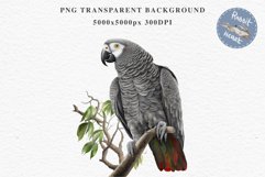 African Grey Parrot Birds Clipart Savanna PNG Nursery Art Image Watercolor  Transparent Print invitation t-shirt designs sublimation kids printable digital watercolor cute African grey parrot, Safari birds bird clipart, sublimation nursery drawing Savanna