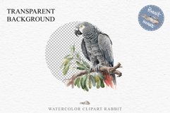 African Grey Parrot Birds Clipart Savanna PNG Nursery Art Image Watercolor  Transparent Print invitation t-shirt designs sublimation kids printable digital watercolor cute African grey parrot, Safari birds bird clipart, sublimation nursery drawing Savanna