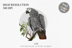 watercolor cute African grey parrot, Safari birds bird clipart, sublimation nursery drawing Savanna African Grey Parrot Birds Clipart Savanna PNG Nursery Art Image Watercolor  Transparent Print invitation t-shirt designs sublimation kids printable digital