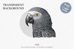 African Grey Parrot Birds Clipart Savanna PNG Nursery Art Image Watercolor  Transparent Print invitation t-shirt designs sublimation kids printable digital watercolor cute African grey parrot, Safari birds bird clipart, sublimation nursery drawing Savanna