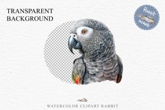 African Grey Parrot Birds Clipart Savanna PNG Nursery Art Image Watercolor  Transparent Print invitation t-shirt designs sublimation kids printable digital watercolor cute African grey parrot, Safari birds bird clipart, sublimation nursery drawing Savanna