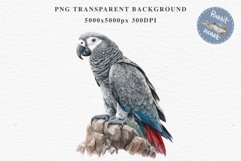 African Grey Parrot Birds Clipart Savanna PNG Nursery Art Image Watercolor  Transparent Print invitation t-shirt designs sublimation kids printable digital watercolor cute African grey parrot, Safari birds bird clipart, sublimation nursery drawing Savanna