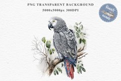 African Grey Parrot Birds Clipart Savanna PNG Nursery Art Image Watercolor  Transparent Print invitation t-shirt designs sublimation kids printable digital watercolor cute African grey parrot, Safari birds bird clipart, sublimation nursery drawing Savanna