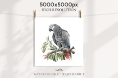 African Grey Parrot Birds Clipart Savanna PNG Nursery Art Image Watercolor  Transparent Print invitation t-shirt designs sublimation kids printable digital watercolor cute African grey parrot, Safari birds bird clipart, sublimation nursery drawing Savanna