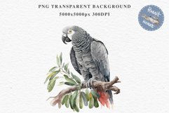 African Grey Parrot Birds Clipart Savanna PNG Nursery Art Image Watercolor  Transparent Print invitation t-shirt designs sublimation kids printable digital watercolor cute African grey parrot, Safari birds bird clipart, sublimation nursery drawing Savanna