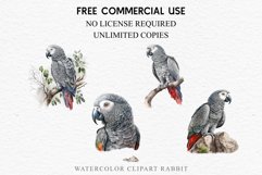 watercolor cute African grey parrot, Safari birds bird clipart, sublimation nursery drawing Savanna African Grey Parrot Birds Clipart Savanna PNG Nursery Art Image Watercolor  Transparent Print invitation t-shirt designs sublimation kids printable digital