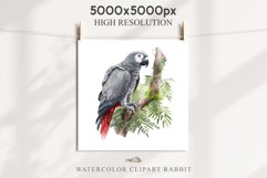 watercolor cute African grey parrot, Safari birds bird clipart, sublimation nursery drawing Savanna African Grey Parrot Birds Clipart Savanna PNG Nursery Art Image Watercolor  Transparent Print invitation t-shirt designs sublimation kids printable digital