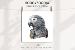 African Grey Parrot Birds Clipart Savanna PNG Nursery Art Image Watercolor  Transparent Print invitation t-shirt designs sublimation kids printable digital watercolor cute African grey parrot, Safari birds bird clipart, sublimation nursery drawing Savanna