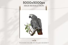 African Grey Parrot Birds Clipart Savanna PNG Nursery Art Image Watercolor  Transparent Print invitation t-shirt designs sublimation kids printable digital watercolor cute African grey parrot, Safari birds bird clipart, sublimation nursery drawing Savanna