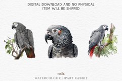 watercolor cute African grey parrot, Safari birds bird clipart, sublimation nursery drawing Savanna African Grey Parrot Birds Clipart Savanna PNG Nursery Art Image Watercolor  Transparent Print invitation t-shirt designs sublimation kids printable digital