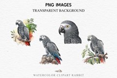 watercolor cute African grey parrot, Safari birds bird clipart, sublimation nursery drawing Savanna African Grey Parrot Birds Clipart Savanna PNG Nursery Art Image Watercolor  Transparent Print invitation t-shirt designs sublimation kids printable digital