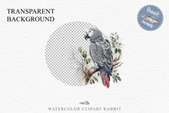 African Grey Parrot Birds Clipart Savanna PNG Nursery Art Image Watercolor  Transparent Print invitation t-shirt designs sublimation kids printable digital watercolor cute African grey parrot, Safari birds bird clipart, sublimation nursery drawing Savanna