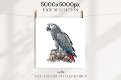 African Grey Parrot Birds Clipart Savanna PNG Nursery Art Image Watercolor  Transparent Print invitation t-shirt designs sublimation kids printable digital watercolor cute African grey parrot, Safari birds bird clipart, sublimation nursery drawing Savanna