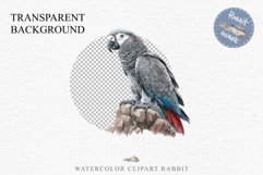 African Grey Parrot Birds Clipart Savanna PNG Nursery Art Image Watercolor  Transparent Print invitation t-shirt designs sublimation kids printable digital watercolor cute African grey parrot, Safari birds bird clipart, sublimation nursery drawing Savanna