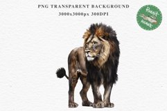 African Lion Safari Animals Clipart Wild Cats Savanna PNG Image Watercolor  Transparent Print for invitation t-shirt designs sublimation kids printable digital watercolor African Lion, Safari Animals clipart, sublimation nursery drawing, Savanna baby lion