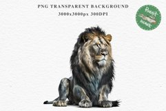 African Lion Safari Animals Clipart Wild Cats Savanna PNG Image Watercolor  Transparent Print for invitation t-shirt designs sublimation kids printable digital watercolor African Lion, Safari Animals clipart, sublimation nursery drawing, Savanna baby lion