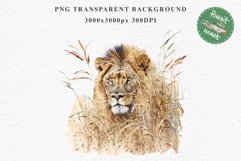 African Lion Safari Animals Clipart Wild Cats Savanna PNG Image Watercolor  Transparent Print for invitation t-shirt designs sublimation kids printable digital watercolor African Lion, Safari Animals clipart, sublimation nursery drawing, Savanna baby lion