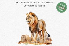 African Lion Safari Animals Clipart Wild Cats Savanna PNG Image Watercolor  Transparent Print for invitation t-shirt designs sublimation kids printable digital watercolor African Lion, Safari Animals clipart, sublimation nursery drawing, Savanna baby lion