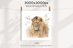 African Lion Safari Animals Clipart Wild Cats Savanna PNG Image Watercolor  Transparent Print for invitation t-shirt designs sublimation kids printable digital watercolor African Lion, Safari Animals clipart, sublimation nursery drawing, Savanna baby lion