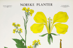 35 Norwegian Floral Vintage Botanical Illustrations Bundle Product Image 3